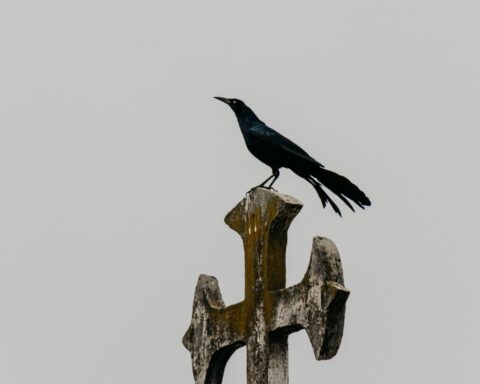 Luce des Aulniers mort